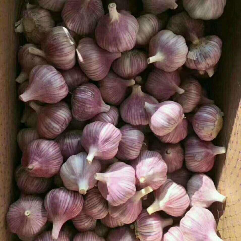 Why import Garlic from China Chinese jinxiang Garlic Supplier