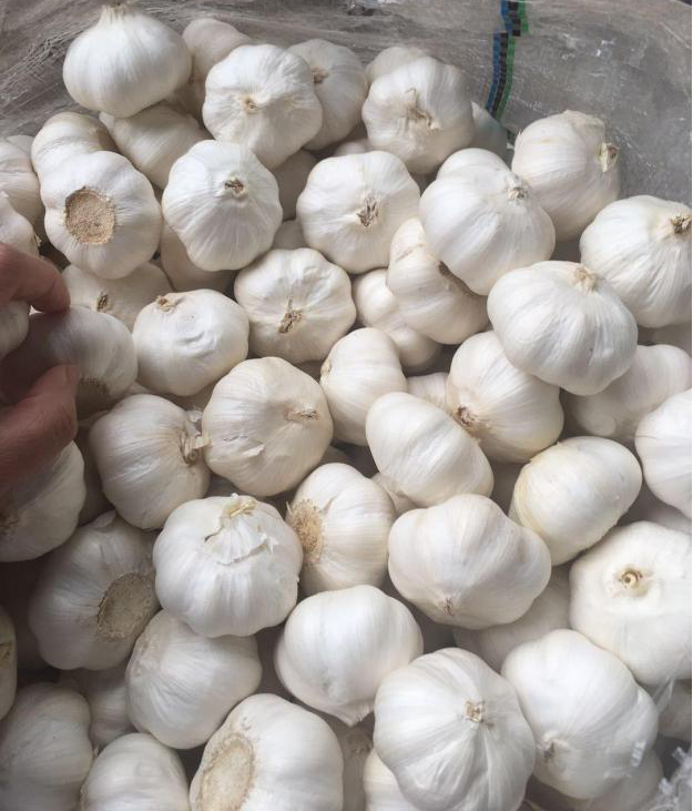 Chinese garlic