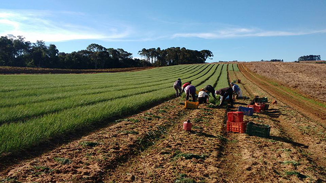 Employees are harvesting garlic