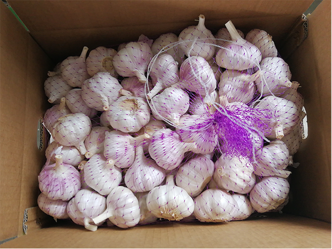 Normal white Jinxiang garlic 