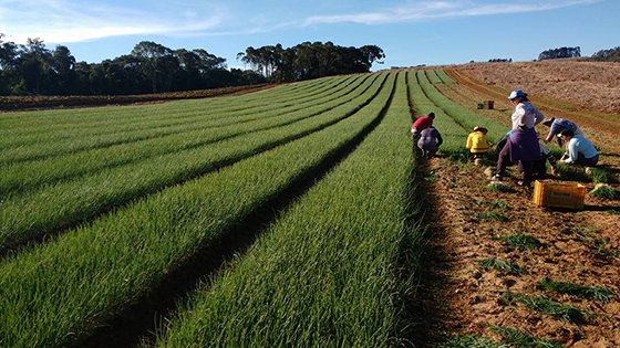 Garlic production base in Jinxiang County